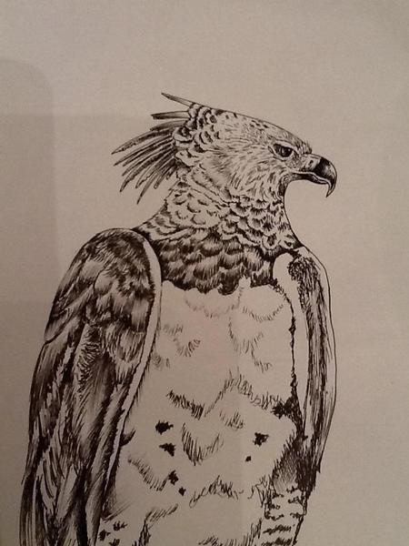 Tattoos - Harpy Eagle - 82588