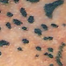 Tattoos - leopard - 49518