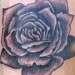 Tattoos - Mcclains Black and Grey Rose - 37051