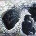 Skull study oil on masonite 5 x 7 Art Design Thumbnail