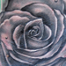 Tattoos - Rose Tattoo - 36203