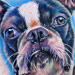 Tattoos - Boston Terrier - 15855