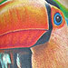 Tattoos - Toucan Tattoo - 12681