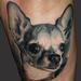 Tattoos - chuhuhua portrait black and grey tattoo - 72514