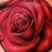 Tattoos - Rose - 79673