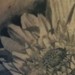 Gerber+daisy+tattoo+pictures