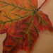 Tattoos - Maple leaf - 30248