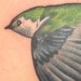 Tattoos - SWALLOW - 52503