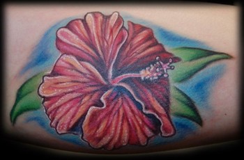 Evan Olin - Color hibiscus flowers