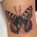 Tattoos - Tattoo Farfalla, Butterfly Tattoo - 81082