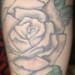 Tattoos - free rose tattoo - 52244