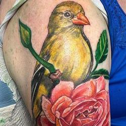 Tattoos - Color Realism Bird - 146487